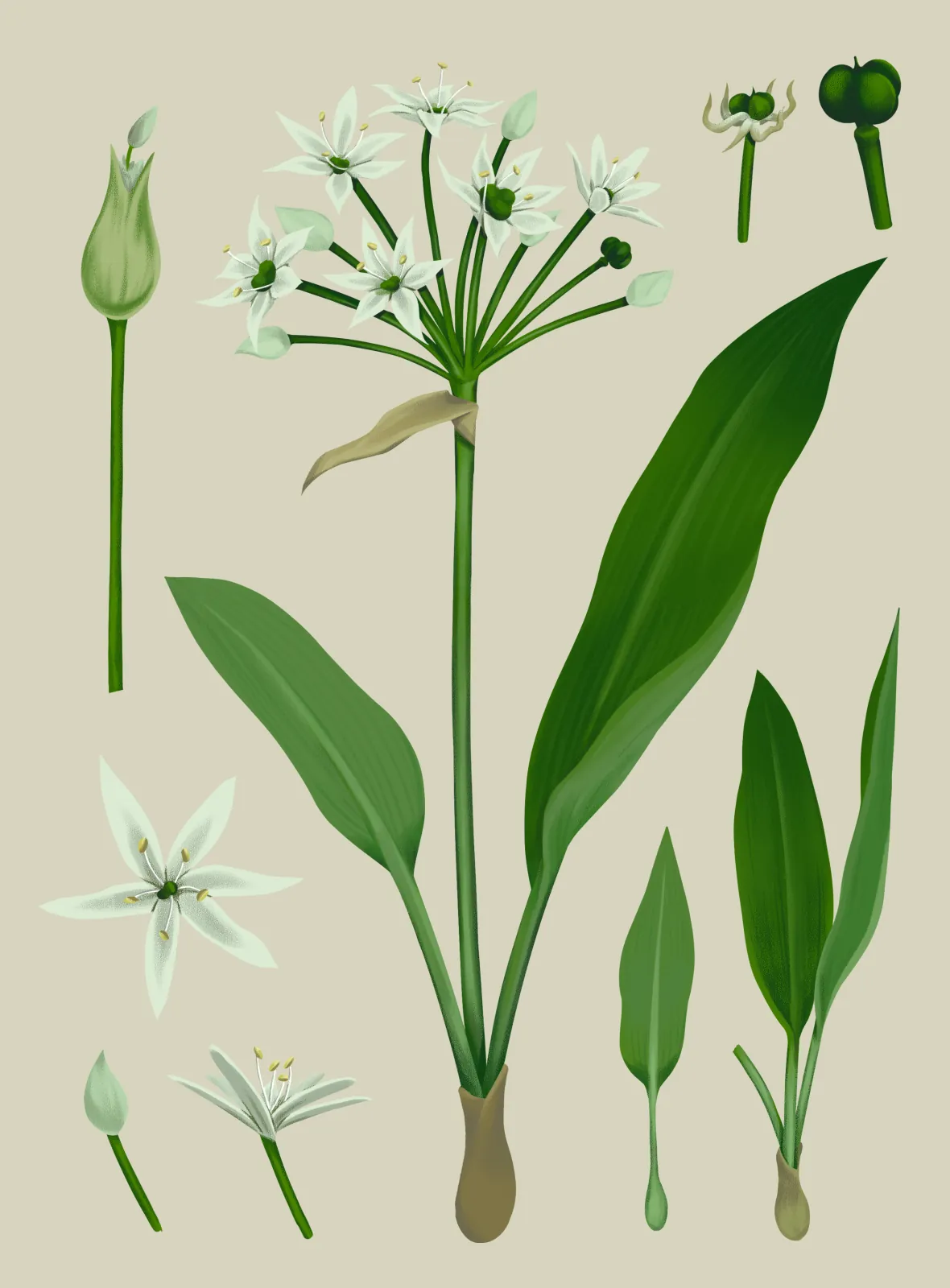 Illustration von Bärlauch, helle Variante von María José Madrigal