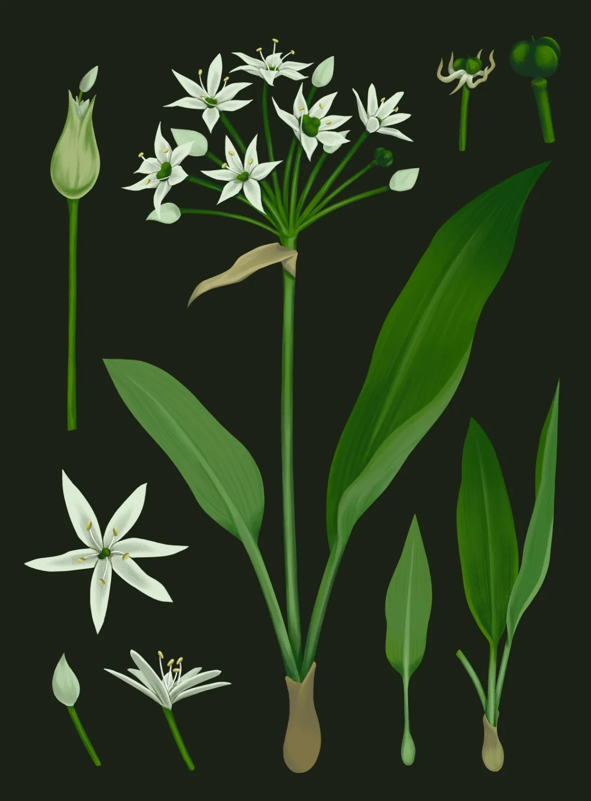 Illustration von Bärlauch, dunkle Variante von María José Madrigal